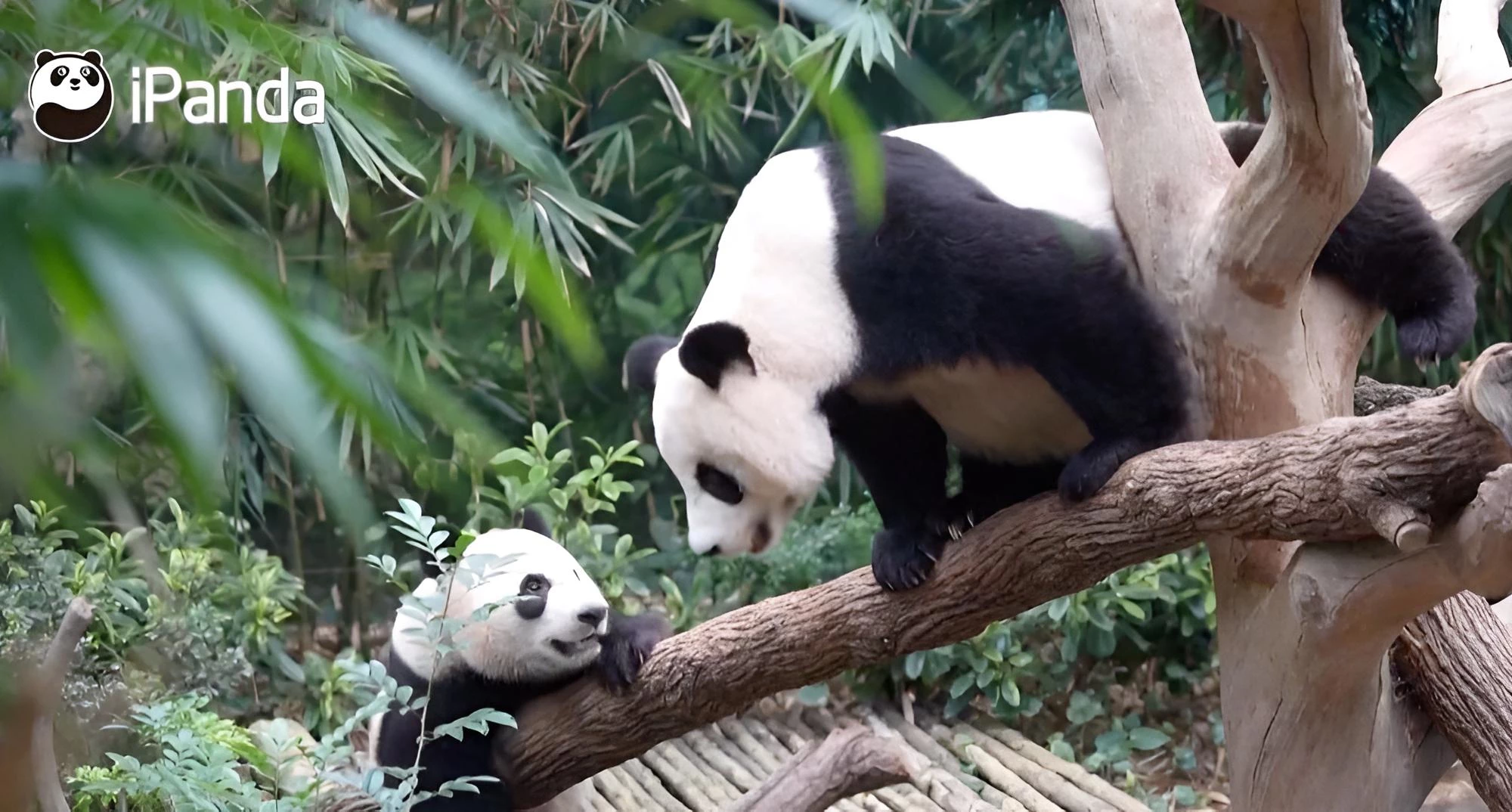 The giant panda from Singapore has returned to China